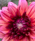 Molly Raven dahlia tuber