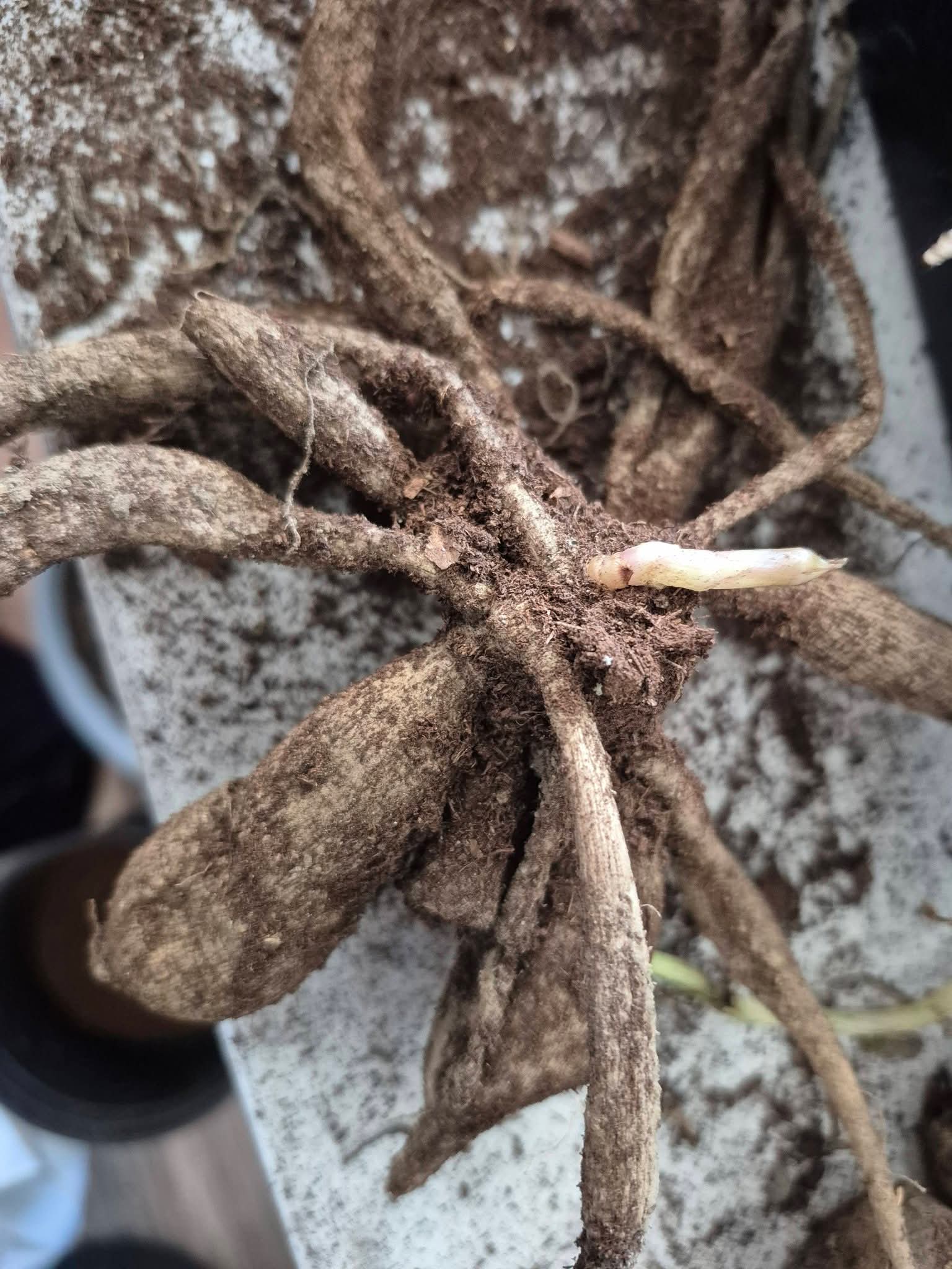 NO ID pot tuber