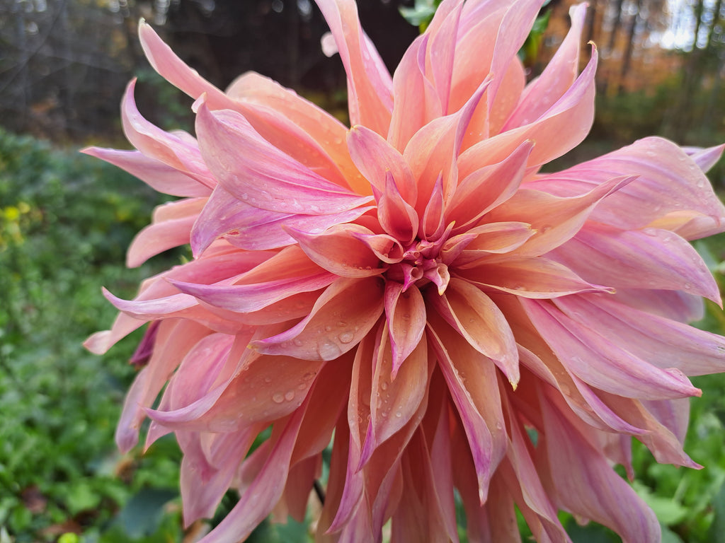 Labyrinth dahlia tuber