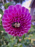 Isabel dahlia tuber