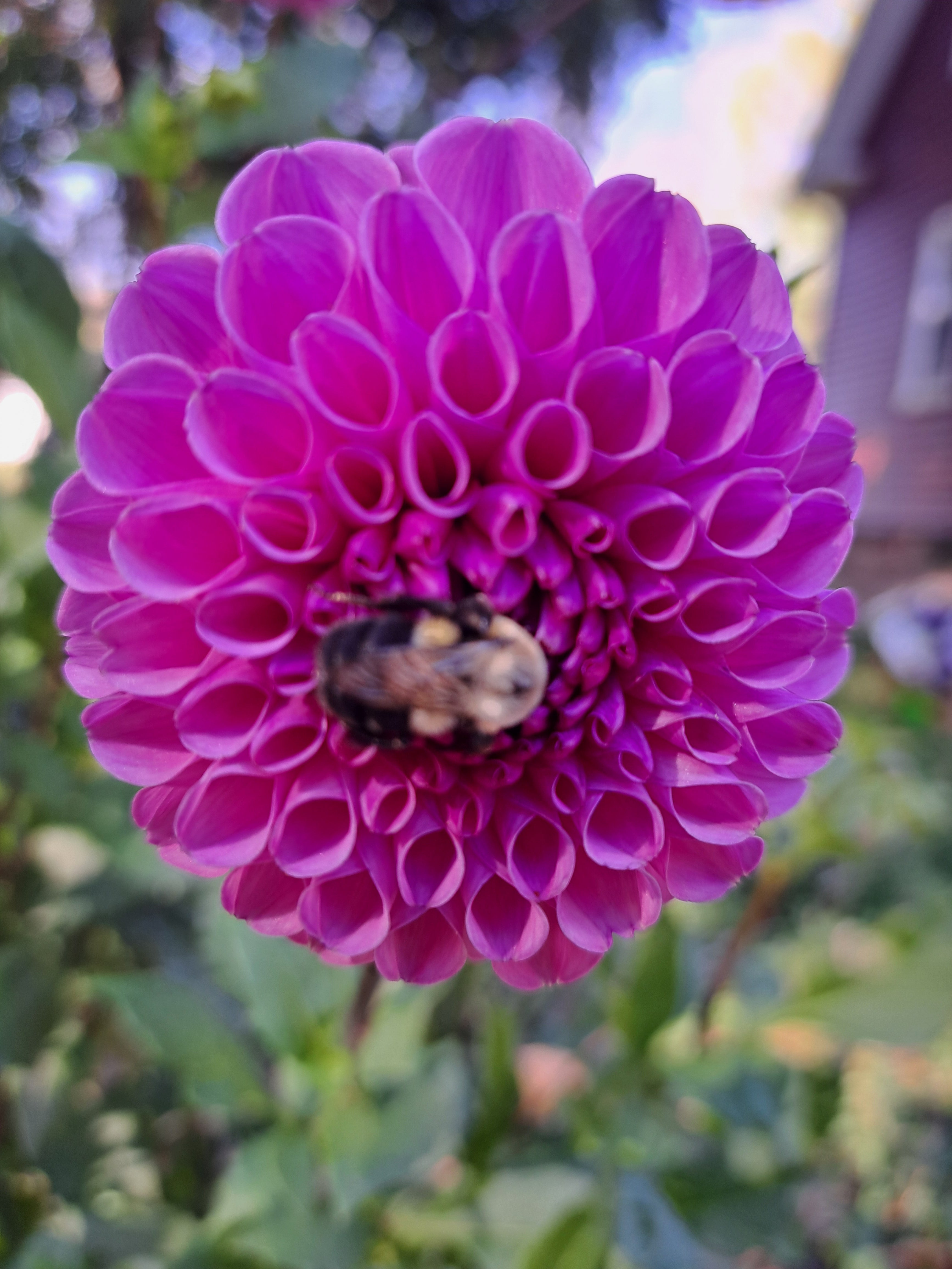 Isabel dahlia tuber