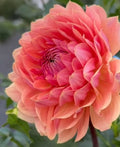 Fawn dahlia tuber