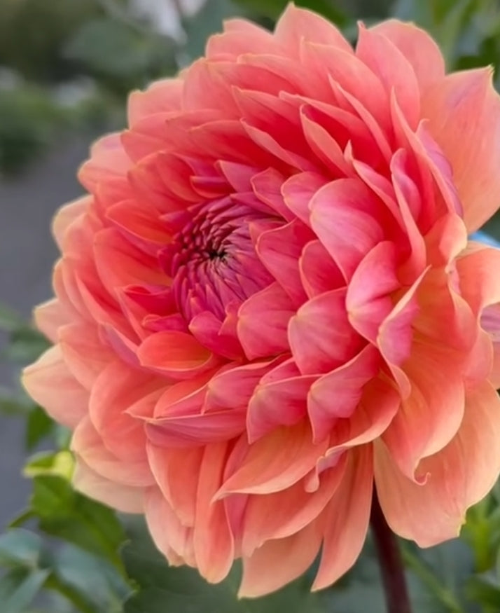 Fawn dahlia tuber