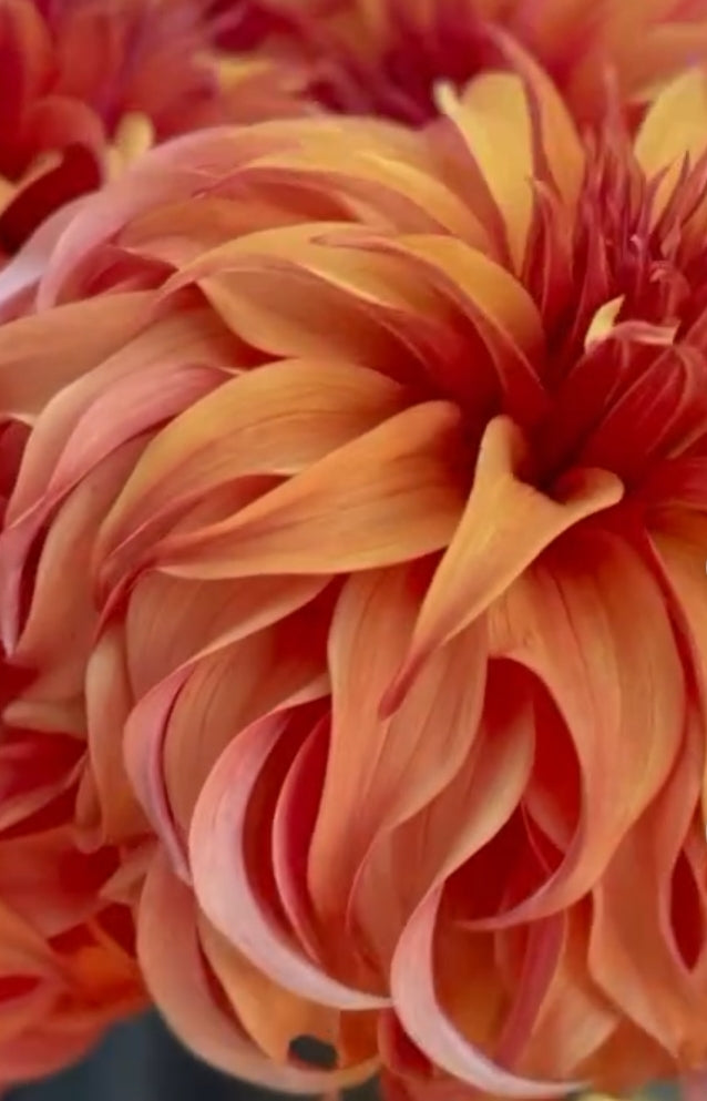 Bloomquist Jean dahlia tuber