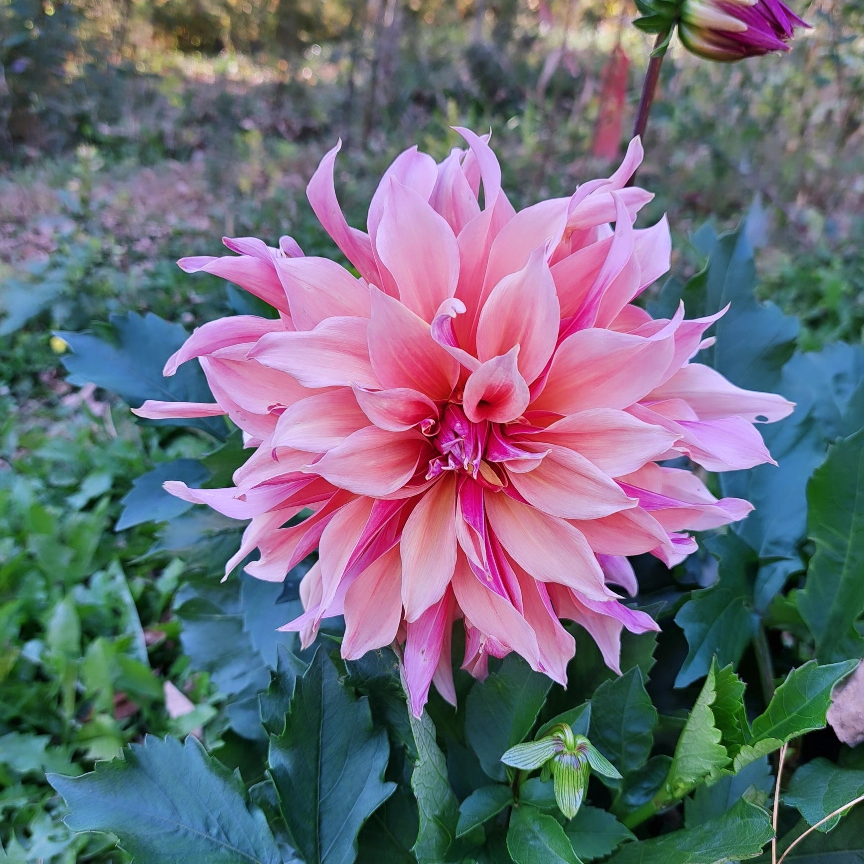 Labyrinth dahlia tuber