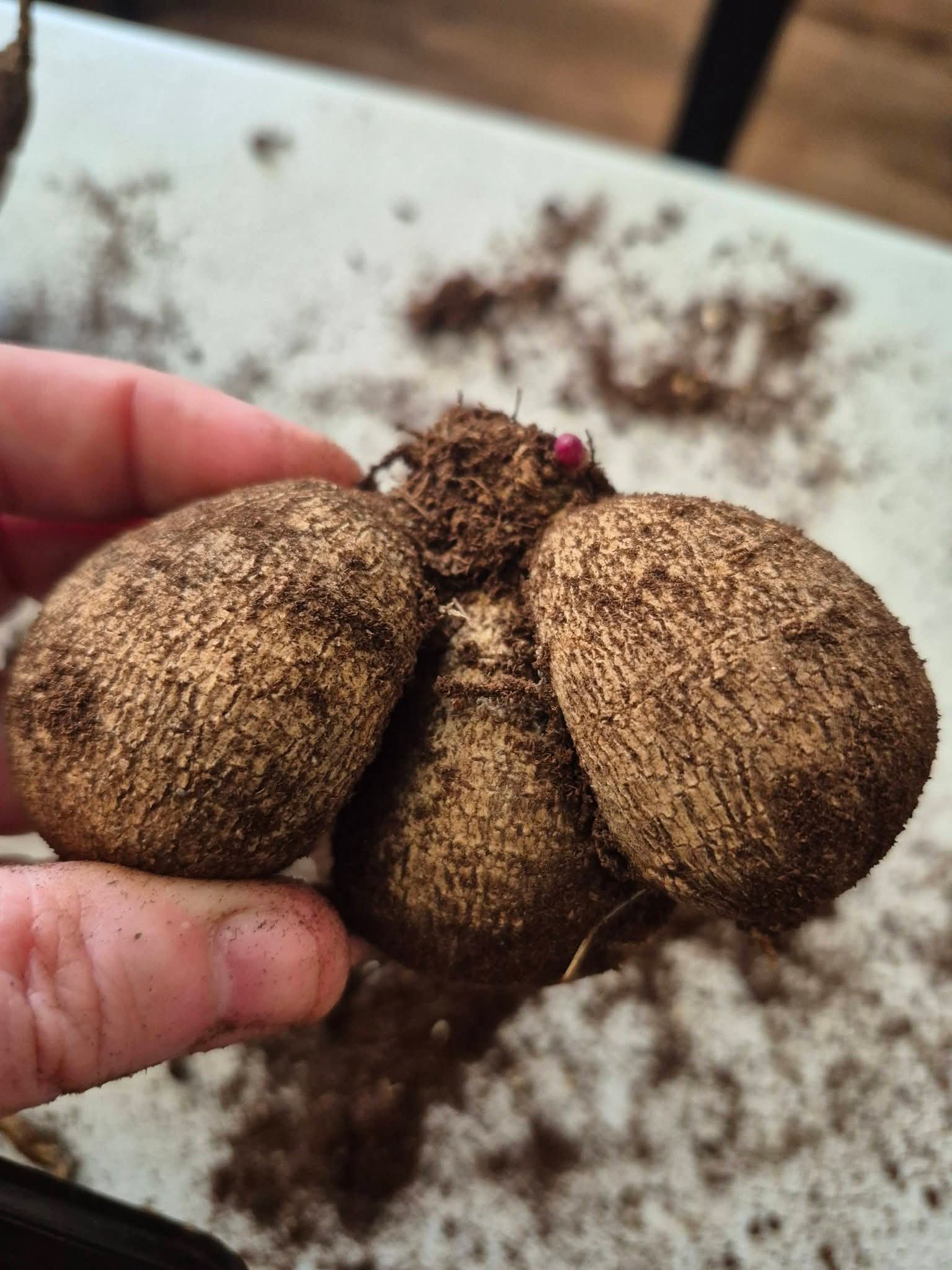 NO ID pot tuber