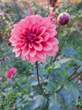 Mystique dahlia tuber