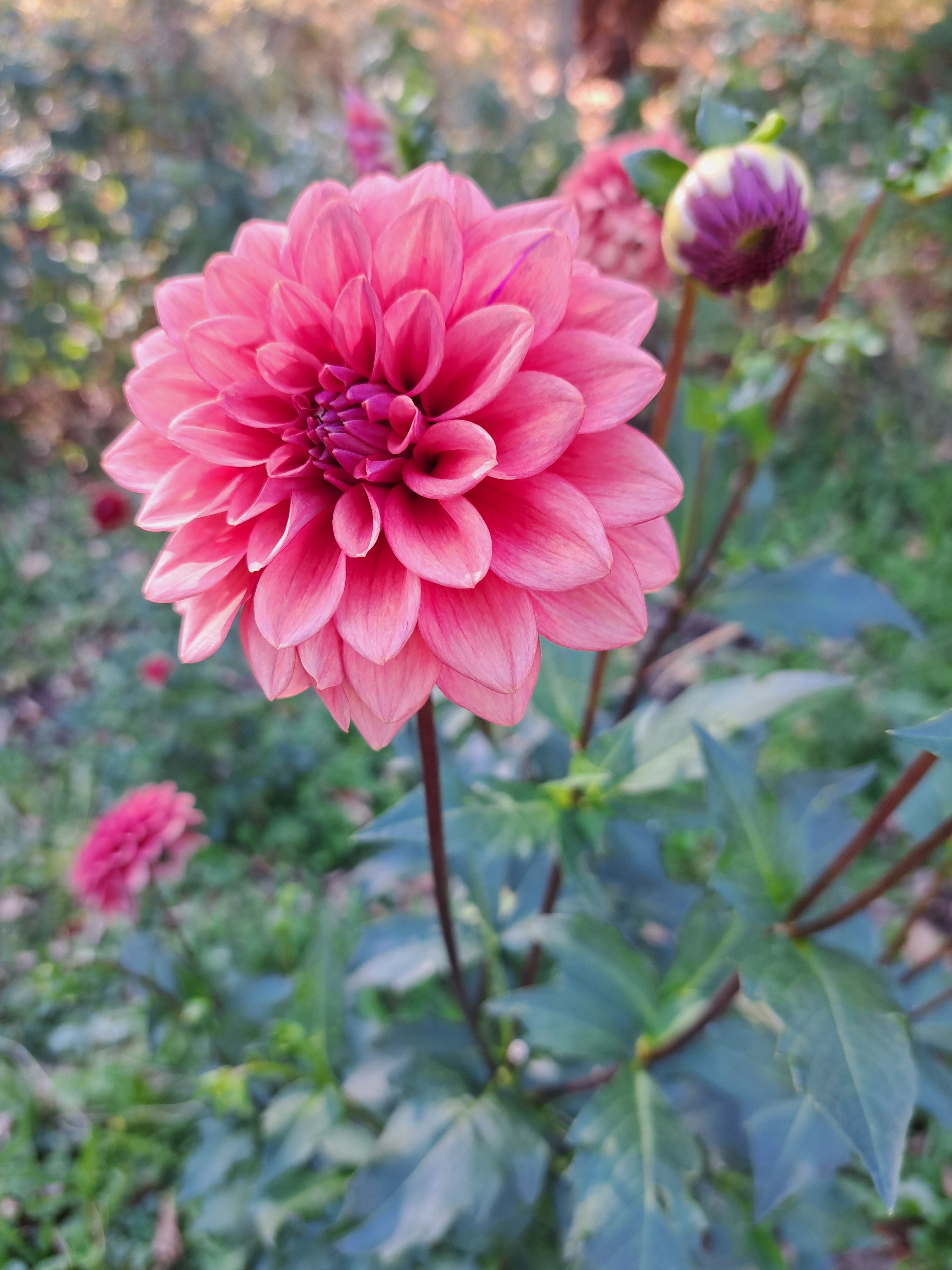 Mystique dahlia tuber