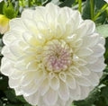Robann Pristine dahlia tuber