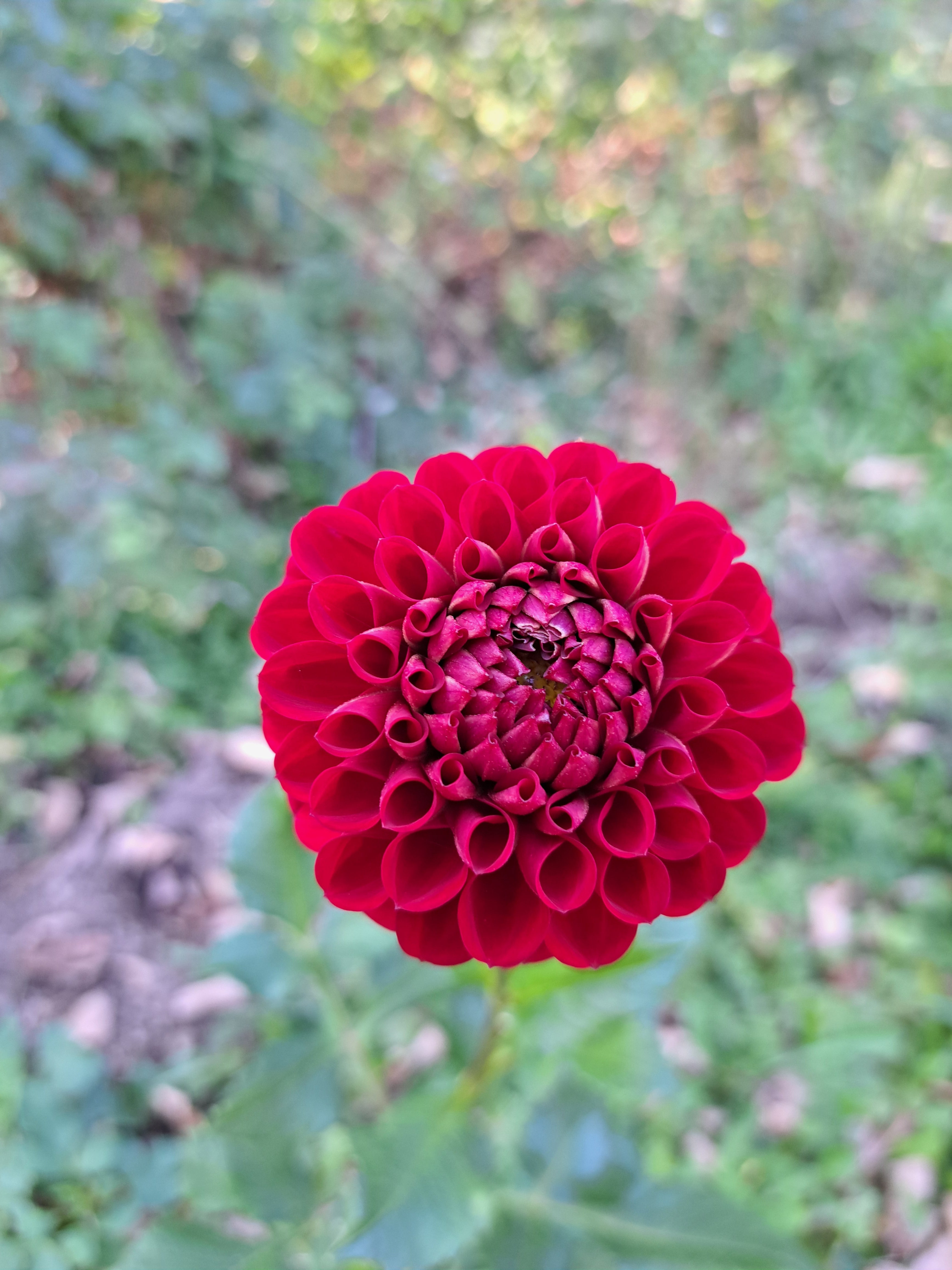 Cornel dahlia tuber