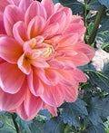 Gabbie's Wish dahlia tuber