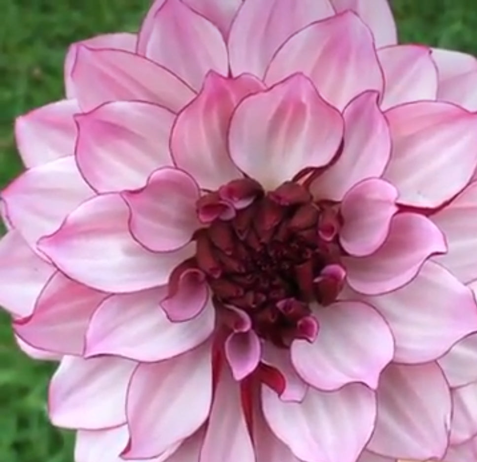 Creme de Cassis dahlia tuber