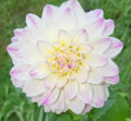 Grower's Choice Mix Small-unlabeled