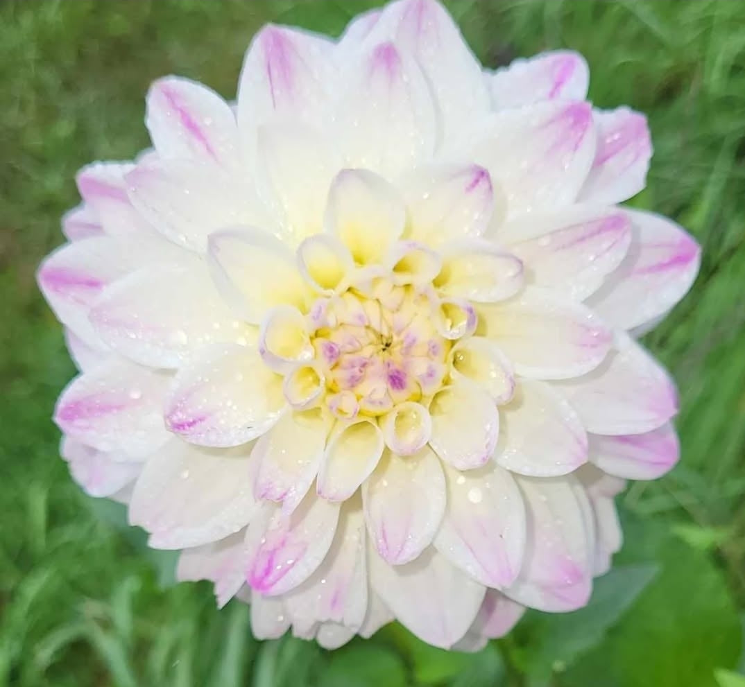 Grower's Choice Mix Small-unlabeled
