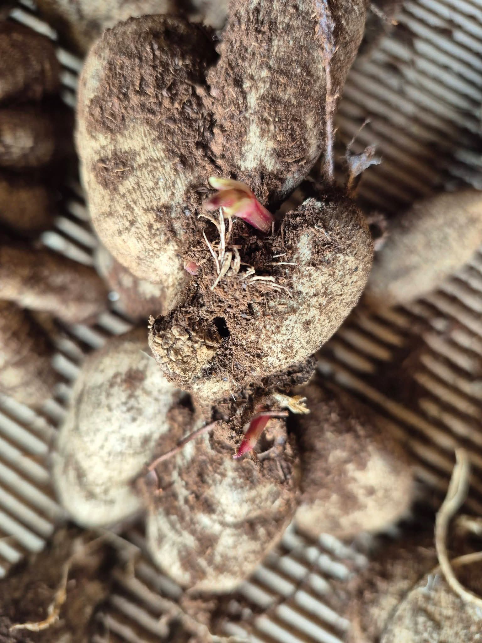 NO ID pot tuber