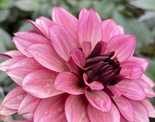 Night Silence dahlia tuber