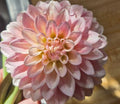 Coralie dahlia tuber