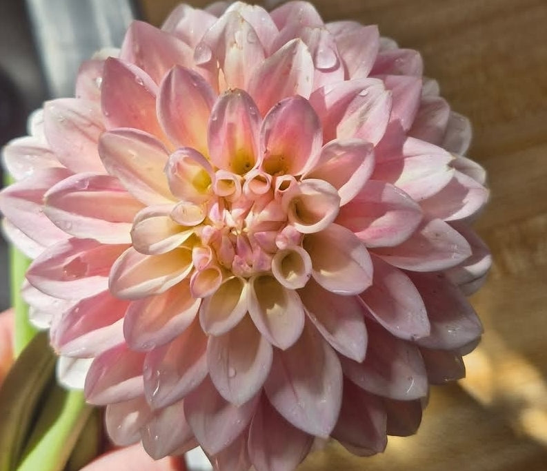 Coralie dahlia tuber