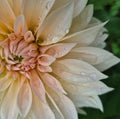 Cafe au lait dahlia tuber