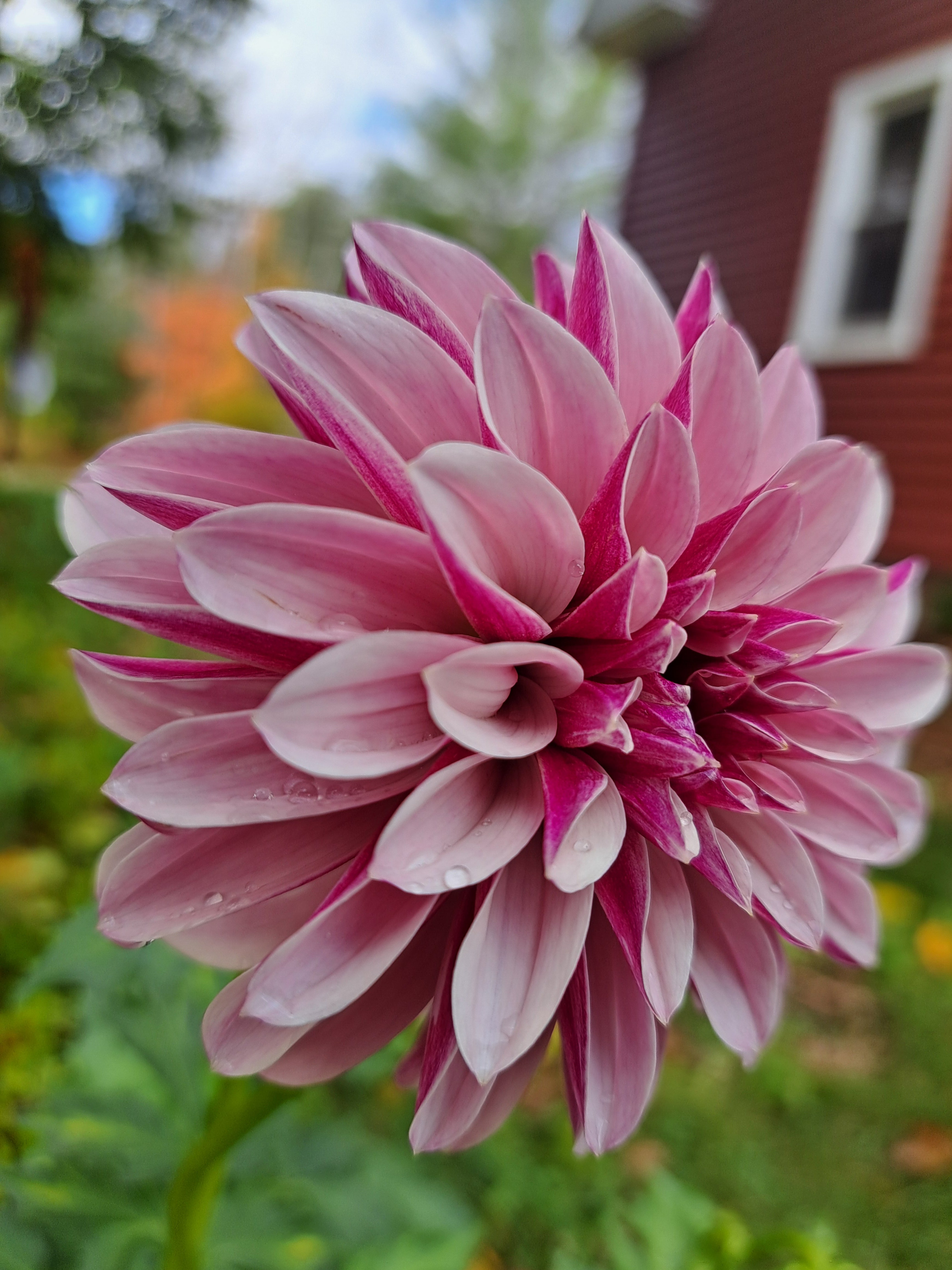 Salish Twilight Girl dahlia tuber