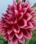 Bloomquist York dahlia tuber