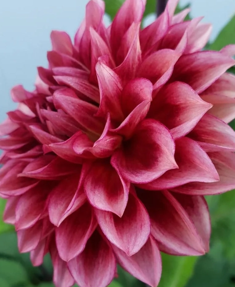 Bloomquist York dahlia tuber