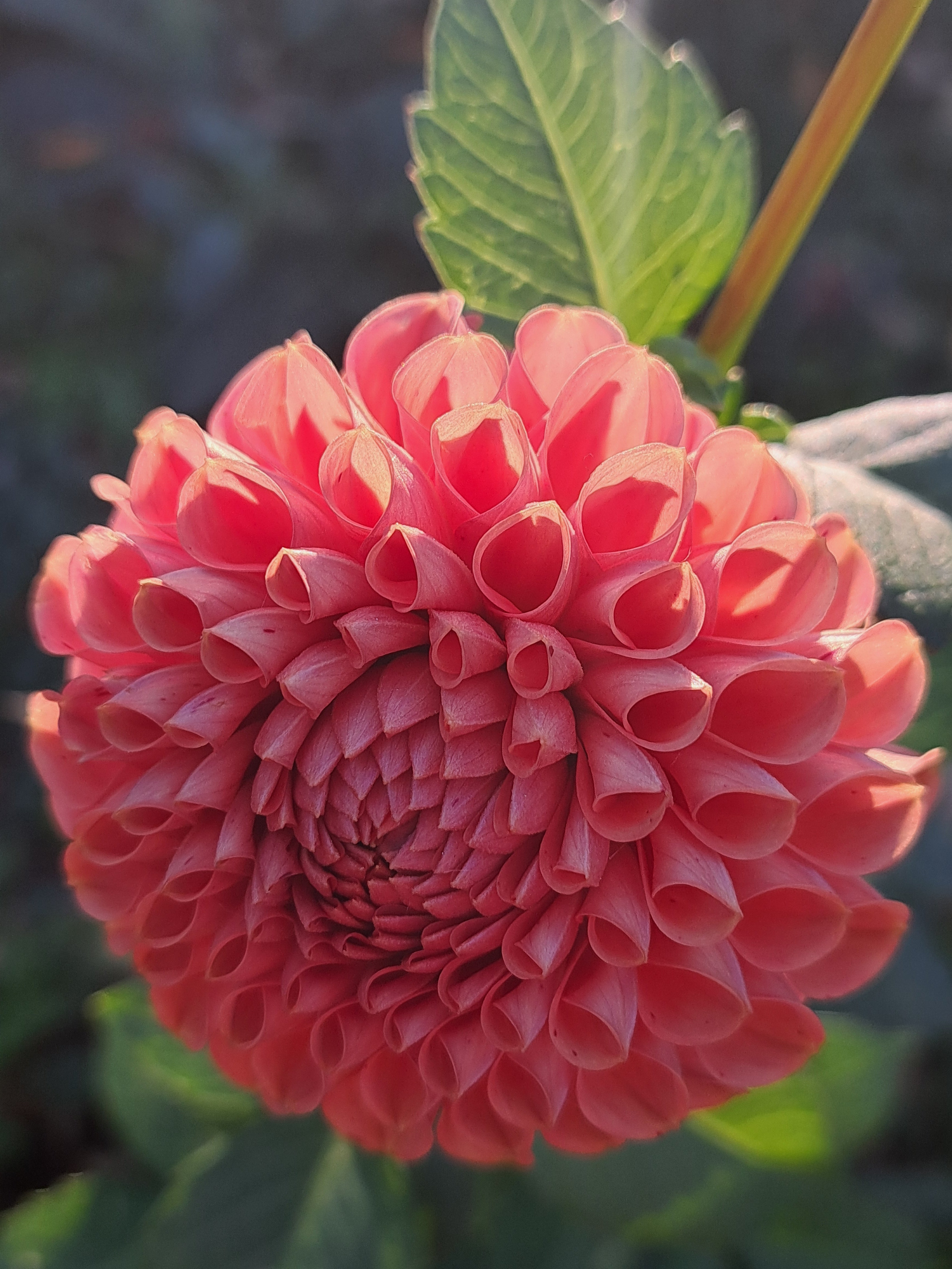 Cornel Bronze dahlia tuber