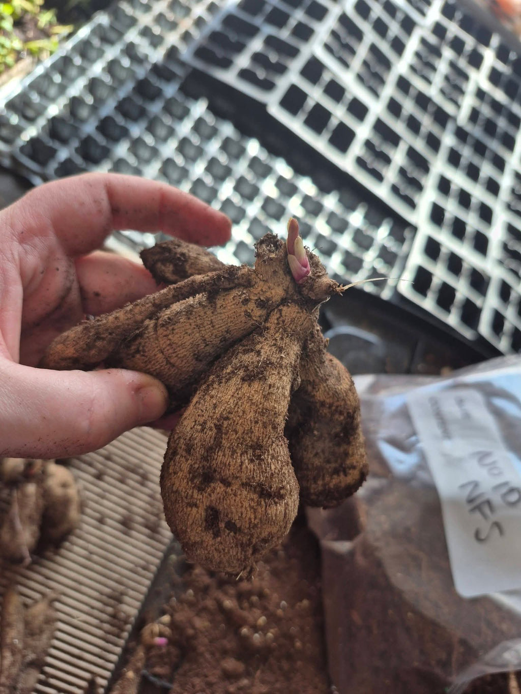 NO ID pot tuber