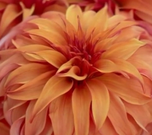 Bloomquist Jean dahlia tuber