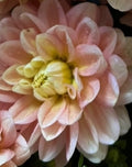 Daydreamer mini tuber clump