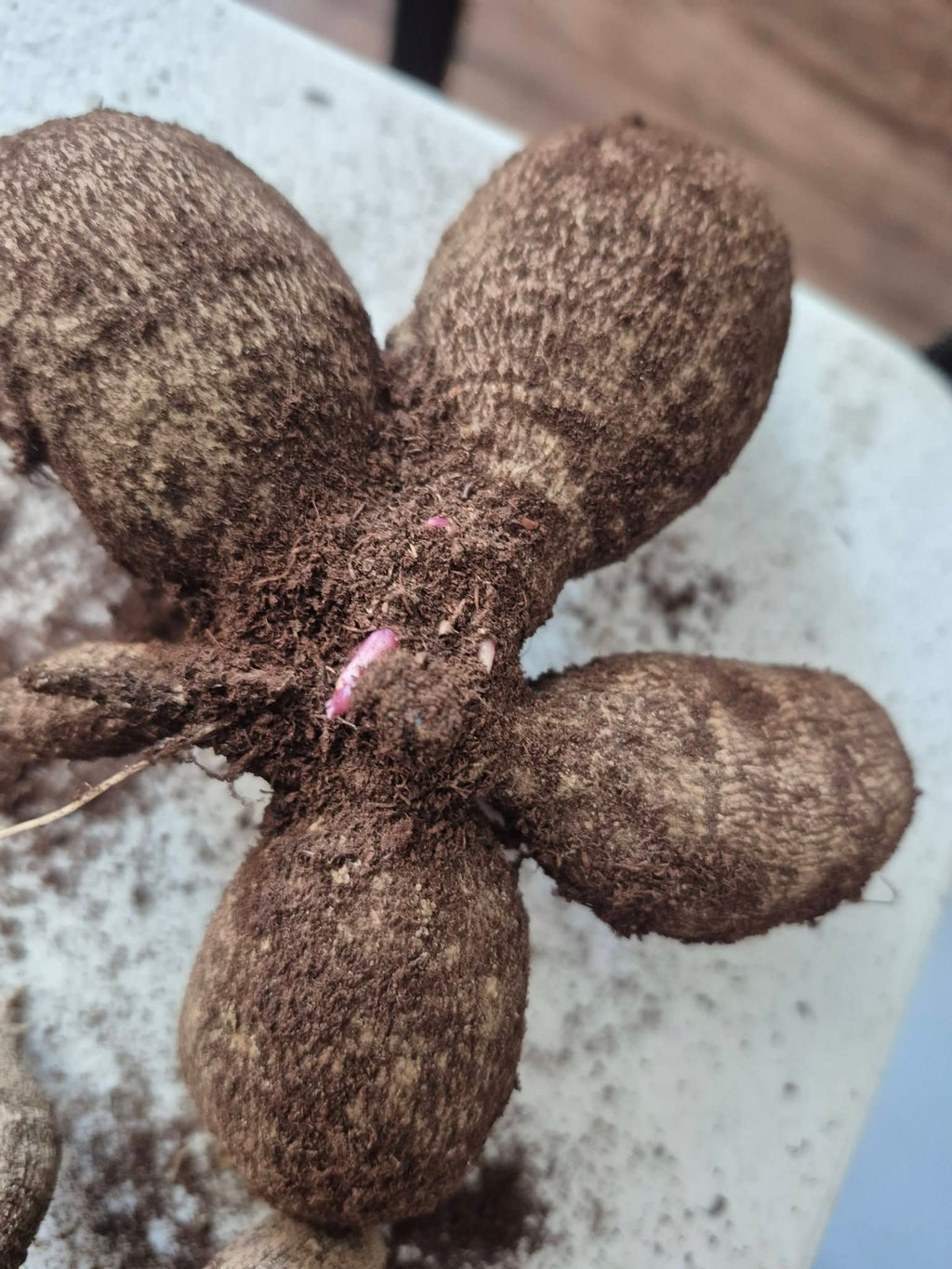 NO ID pot tuber