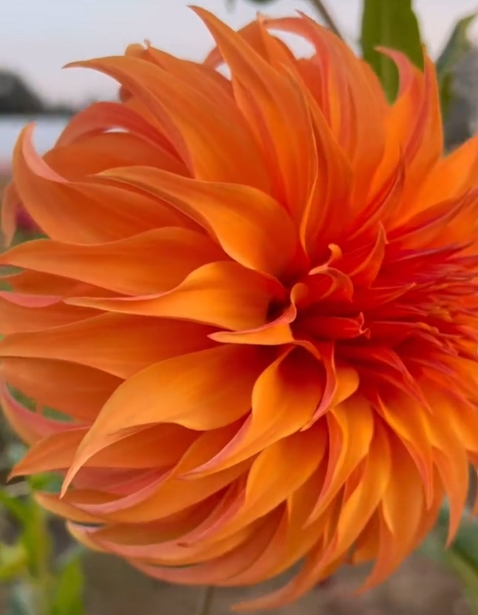 Bloomquist Jean dahlia tuber