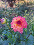 Mai Tai dahlia tuber