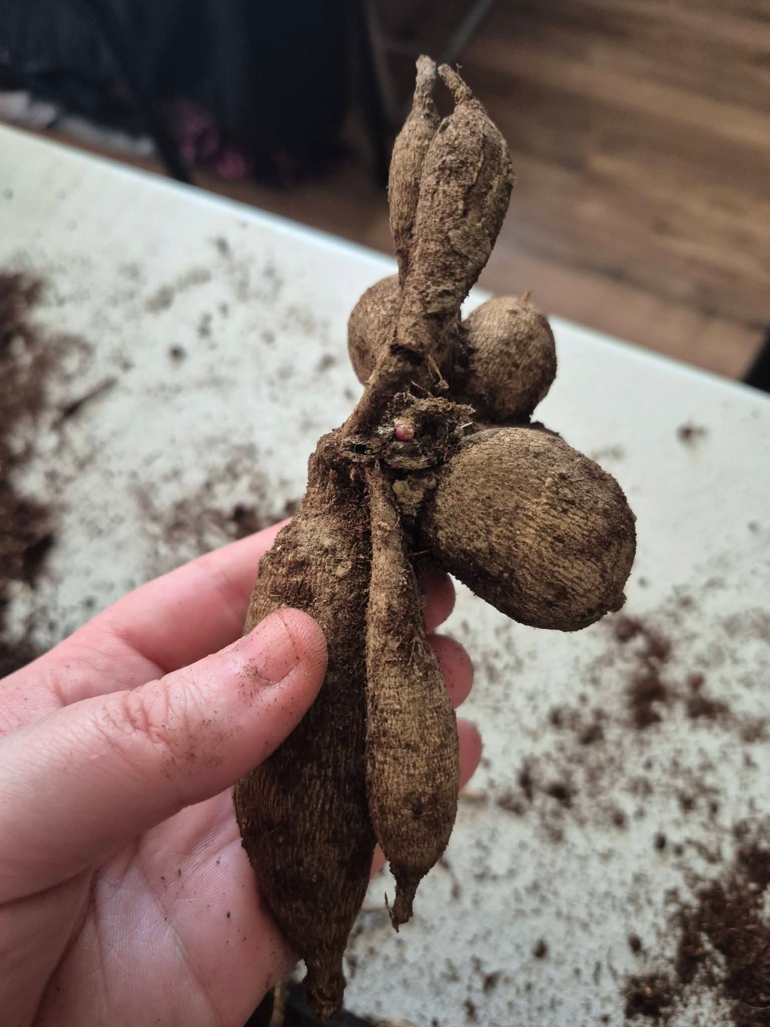 NO ID pot tuber