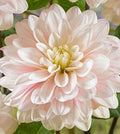 Silver Years dahlia tuber