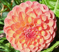 Linda's Baby dahlia tuber