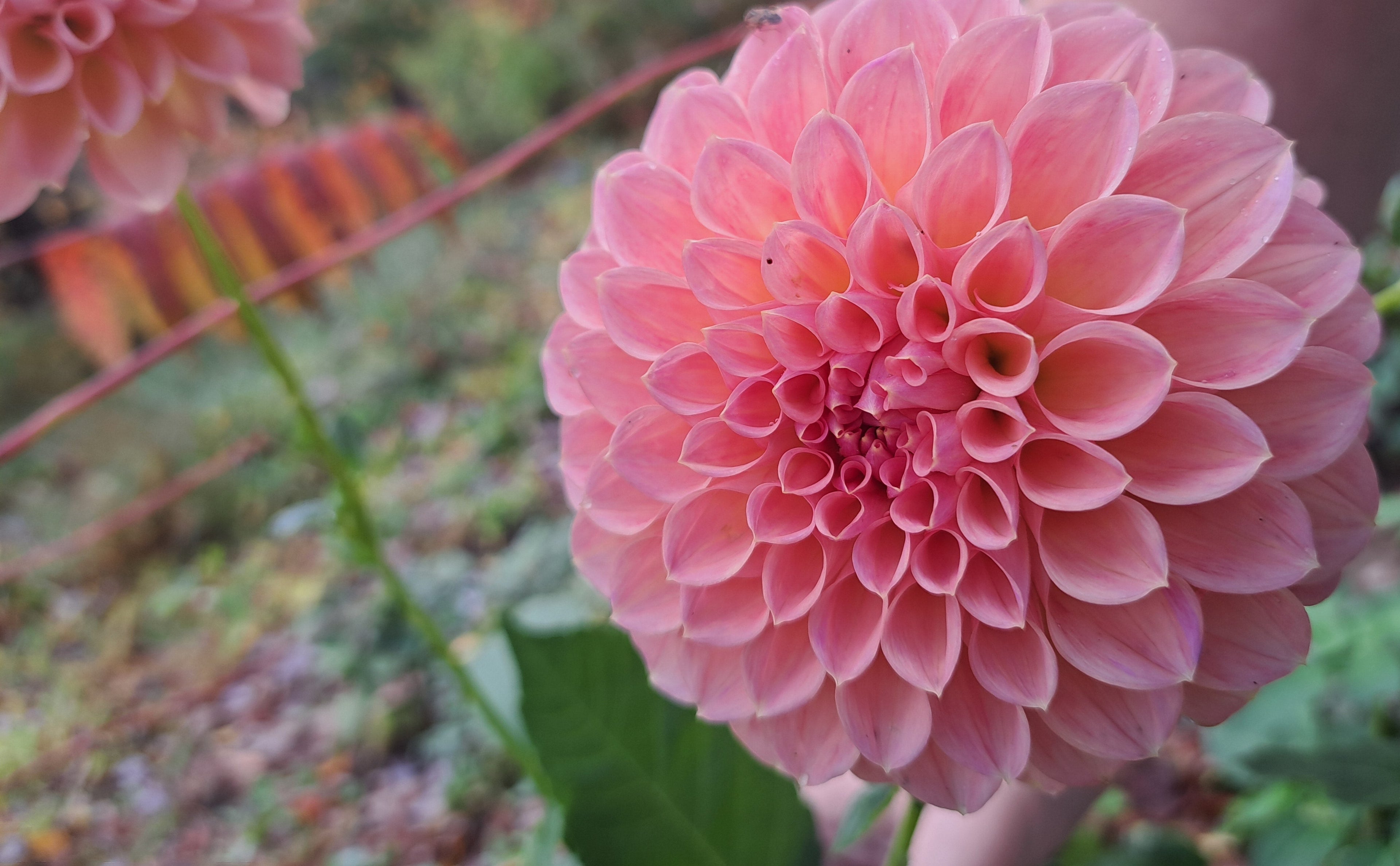 Bracken Rose dahlia tuber